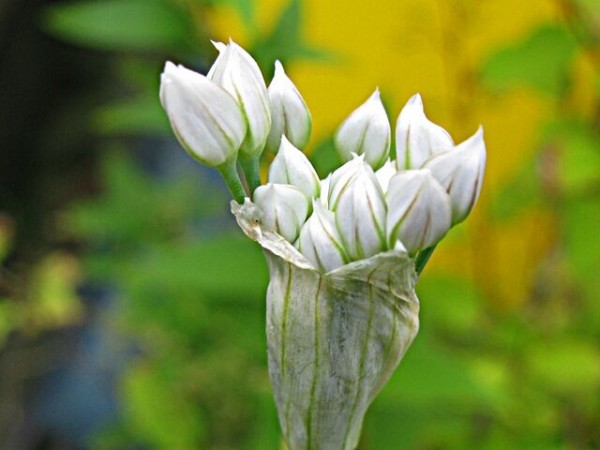風に揺れる白い花 ニラ 秋田野の花 道の花