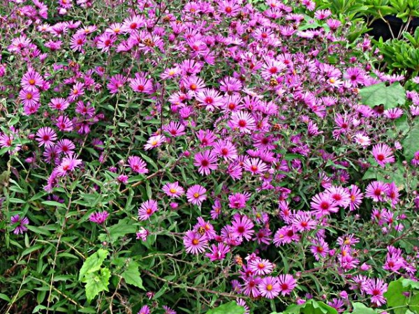 艶やかな友禅 日本的なニューヨークアスター 秋田野の花 道の花