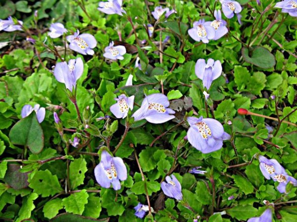 一面の花畑 ムラサキサギゴケ 秋田野の花 道の花