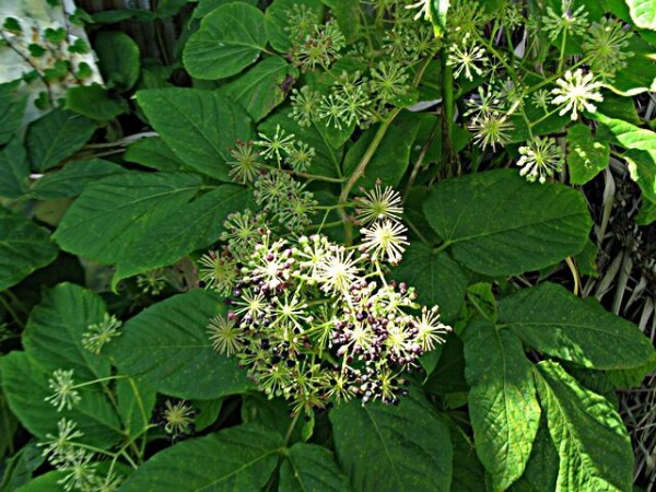 発見 ヤツデでは無くウドの花 秋田野の花 道の花