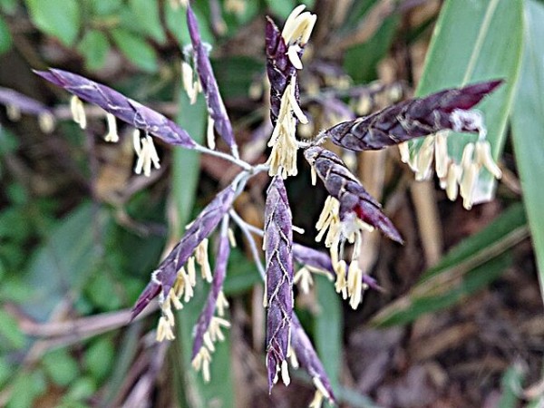 1年に一度咲く スズタケ 秋田野の花 道の花