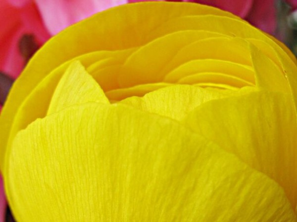 カエル ラナンキュラス 秋田野の花 道の花