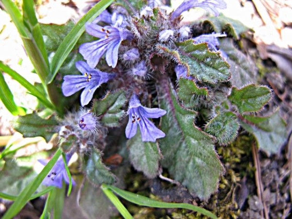 千秋公園の野草 キランソウ 地獄の釜の蓋 秋田野の花 道の花