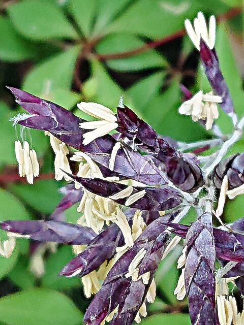 1年に一度咲く スズタケ 秋田野の花 道の花