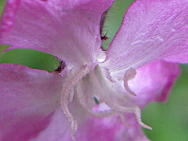 桜の花びらのような フクロナデシコ 秋田野の花 道の花