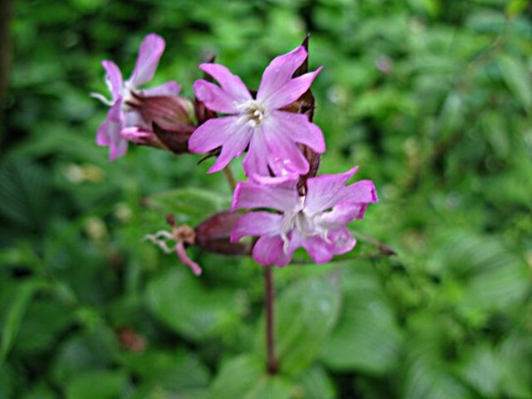 桜の花びらのような フクロナデシコ 秋田野の花 道の花