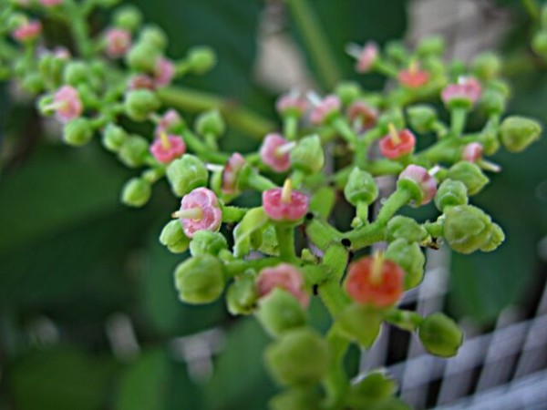 可愛い赤い燭台 ヤブガラシ 秋田野の花 道の花