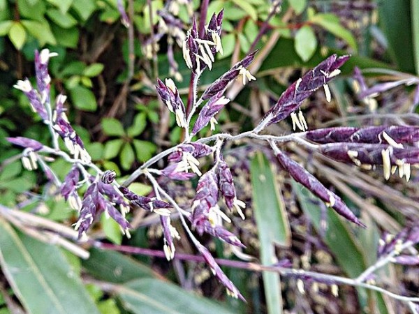 1年に一度咲く スズタケ 秋田野の花 道の花