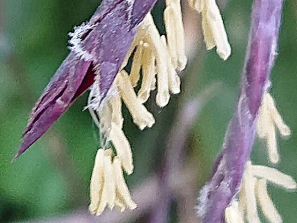 1年に一度咲く スズタケ 秋田野の花 道の花
