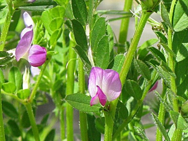 千秋公園の野草 カラスノエンドウ 秋田野の花 道の花