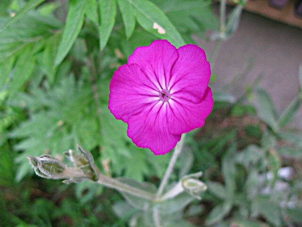 フンワリ柔らか フランネルソウ スイセンノウ 秋田野の花 道の花