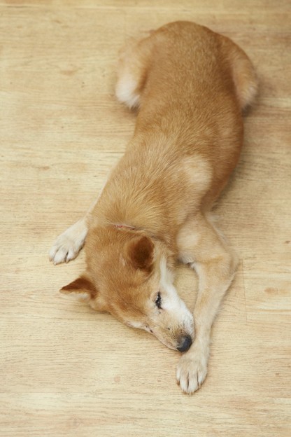 老犬は宇宙と繋がっている Pet Salon Mignon Diary