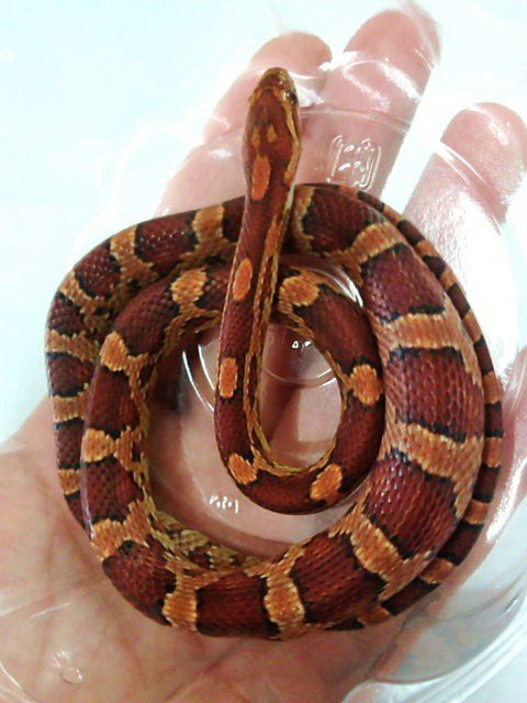 コーンスネーク ペットショップレオンの日記