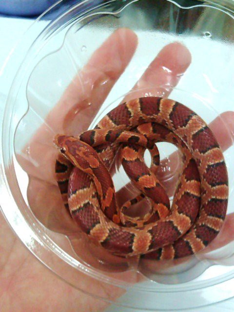 コーンスネーク ペットショップレオンの日記