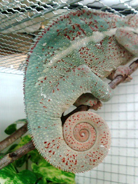 パンサーカメレオン アンカラミー ペットショップレオンの日記 パンサーカメレオン アンカラミー ペットショップレオンの日記