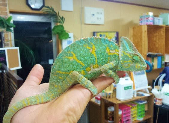 エボシカメレオンアダルト入荷です ペットショップレオンの日記