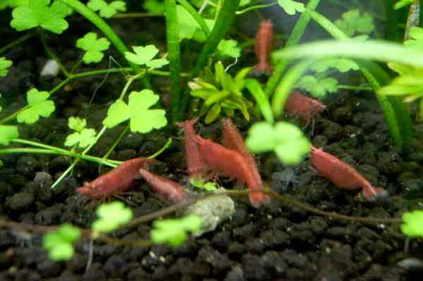 極火エビ Aquarium Petshoporange 極火エビ Aquarium Petshoporange