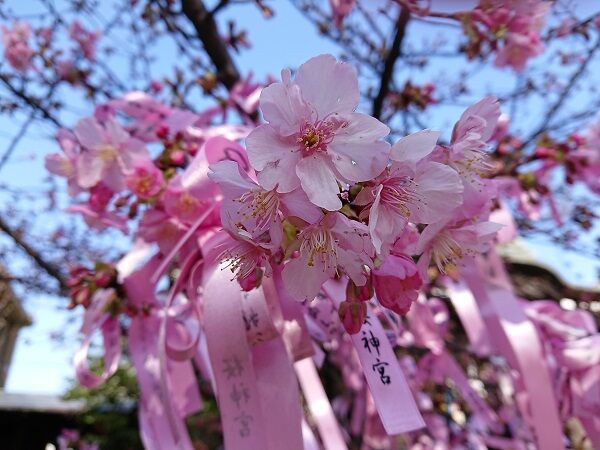 桜 梅 桜神宮 桜新町 夫婦スポーツ観戦記