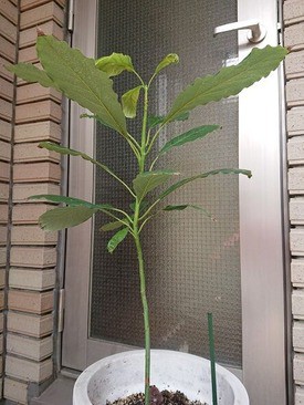 昨日の地震に観葉植物に 夫婦スポーツ観戦記