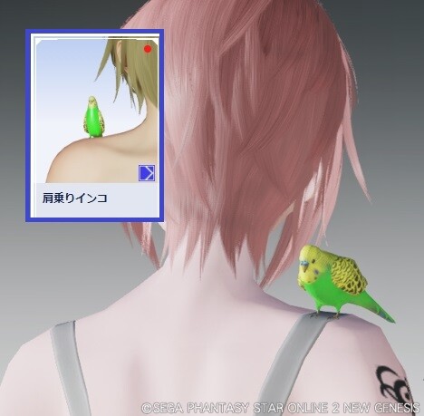Pso2ngs 肩乗りインコがなぜか人気沸騰中 ぷそファン Pso2ngs