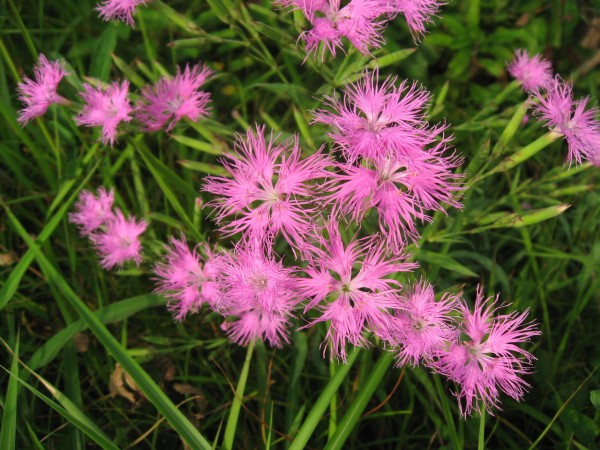 カワラナデシコ ７月15日誕生花 純粋で大胆な才能の持ち主 Flower Magazine