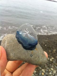 トリコフィリア 纏足 三寸金蓮