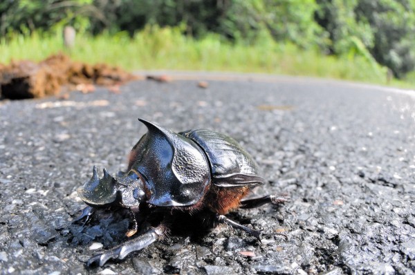 オウサマナンバンダイコクコガネ（オス） - Heliocopris in カオヤイ