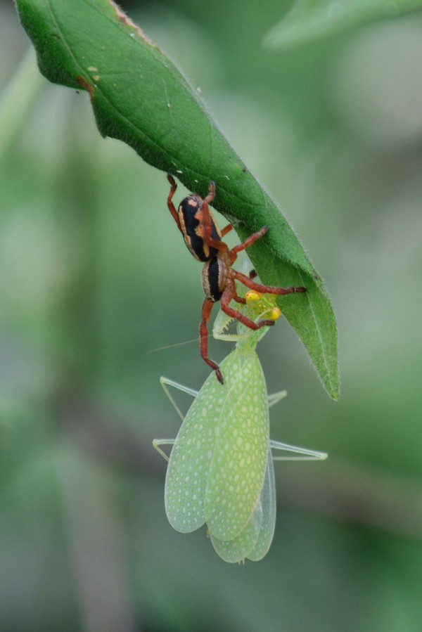 カゲロウカマキリ その１ : Naturing Thailand