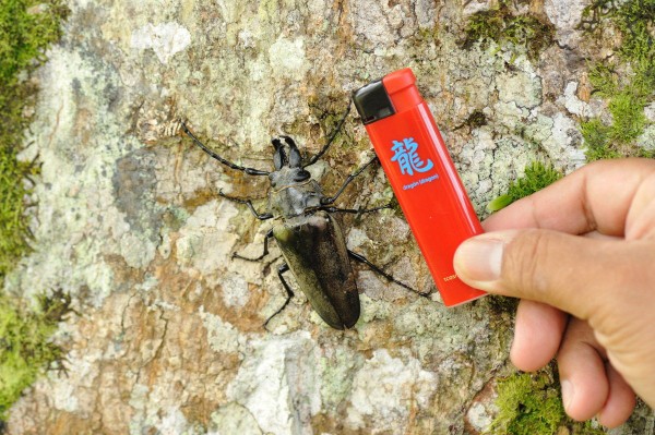 特大 タテヅノクワガタモドキ ♂82.3㎜A-+♀77.5㎜A- ベトナム