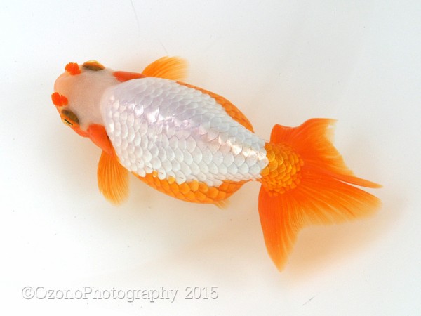 大阪らんちゅう愛好会 第10回品評大会へ 後編 金魚のめがね