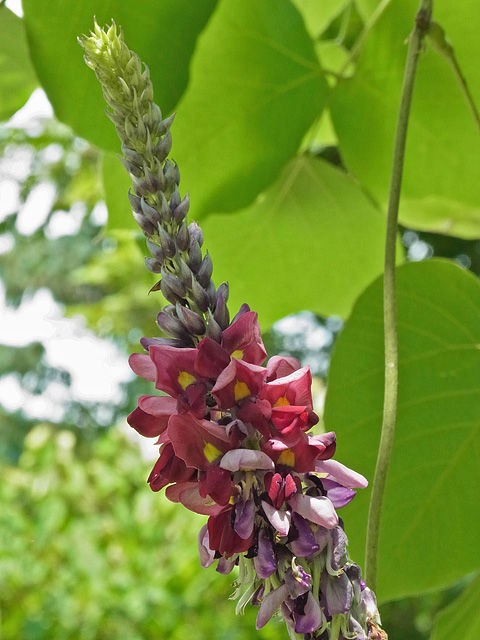 クズの花 湘南むし日記