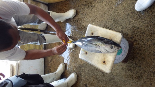 フィリピンのマグロの首都 ジェネラル サントスにマグロ釣りに行った結果その２ きづきくみたて日記