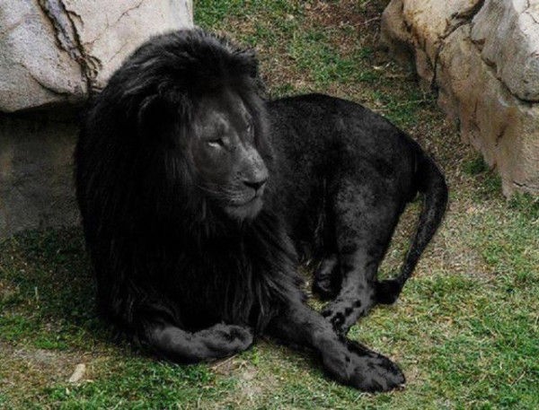 黒いライオンがかっこいい ぴくpic