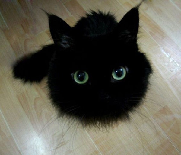 まっくろくろすけ 本物 ぴくpic