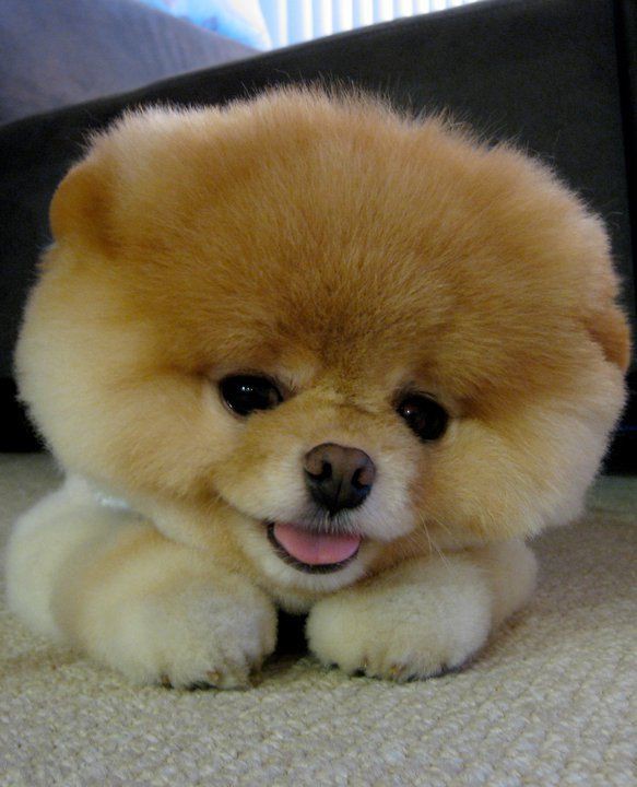 動物 世界で最も有名な犬 Boo 画像32pics Pictures Life Beautifl Favorite Funny Of The World