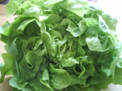 サラダの季節 Petit Pierrot