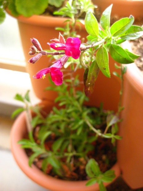 ワインレッドとミリオンスター East Asian Cafe