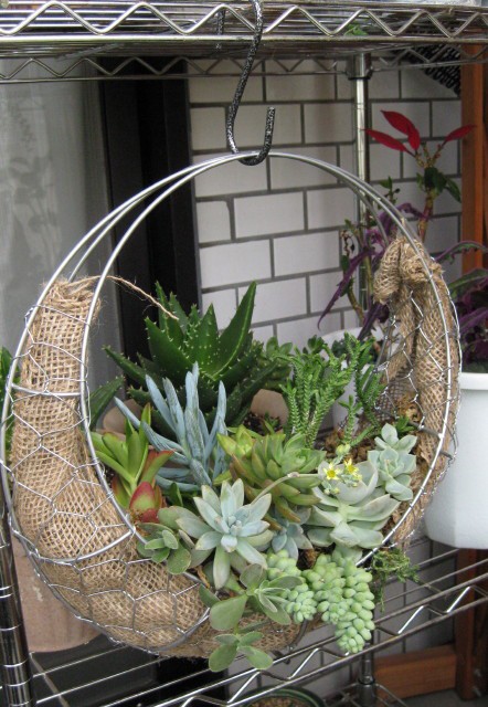 多肉リース クラッスラ火祭りの花 East Asian Cafe