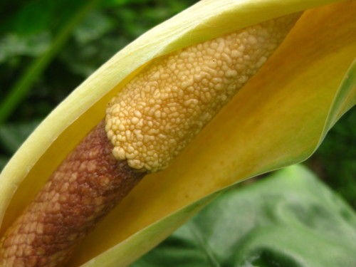 クワズイモの花 East Asian Cafe