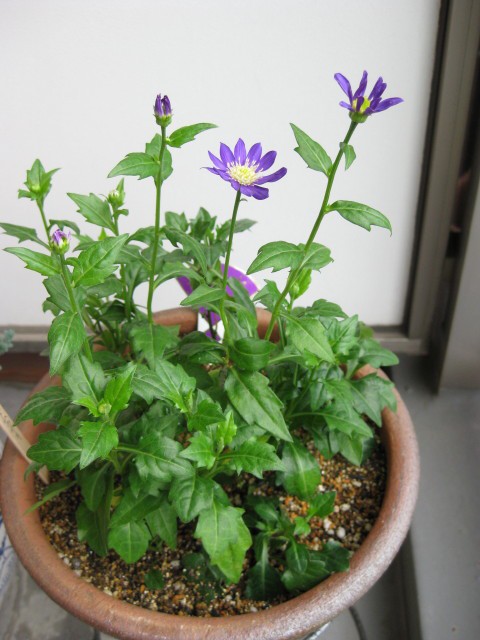 待望のミヤコワスレとギボウシ 追加 East Asian Cafe