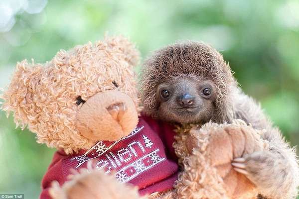 画像 保護されたナマケモノの赤ちゃんが可愛すぎるｗｗｗｗｗｗ トメさんウトさん