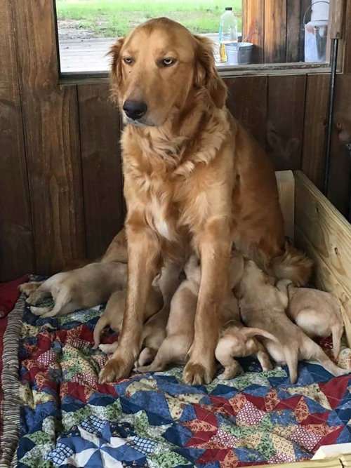 画像 ママ猫やママ犬が子育てに奮闘しているときはこんな顔になるｗｗｗｗｗｗ トメさんウトさん