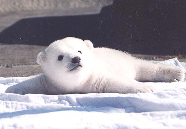 画像 初めて雪を見たシロクマの赤ちゃんの反応がかわいいwwww トメさんウトさん 画像 初めて雪を見たシロクマの赤ちゃんの反応がかわいいwwww トメさんウトさん