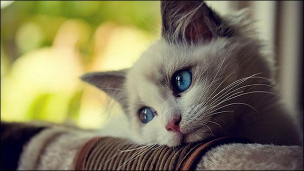 画像 癒される 猫の可愛い画像下さいｗｗｗｗｗｗｗｗ トメさんウトさん