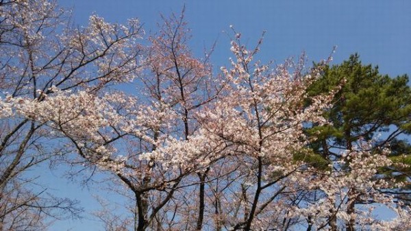 聖光寺のソメイヨシノは6 7分咲きです 北八ヶ岳 蓼科 素泊り ｂ ｂ 天空のライブハウス ピラタス ２