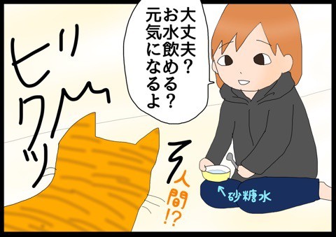 茶トラの麦、人馴れ修業中順調です^_^ | ふりにゃん☆うちにゃん