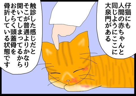 茶トラ編7】原因 : 猫の手貸して Powered by ライブドアブログ