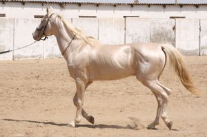 まるでマンガの世界 黄金の馬 アハルテケ が美し過ぎる アラフィー女子中継所