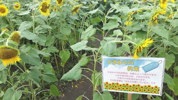 21年8月 矢巾町にある 煙山ひまわりパーク が 想像以上にヒマワリが咲いていた という写真付き感想文 ぴんくぴっぐ備忘録 岩手盛岡生活ブログ