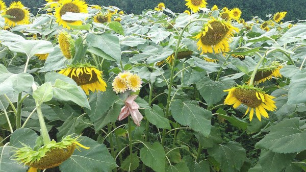 21年8月 矢巾町にある 煙山ひまわりパーク が 想像以上にヒマワリが咲いていた という写真付き感想文 ぴんくぴっぐ備忘録 岩手盛岡生活ブログ